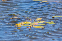 Potamogeton natans