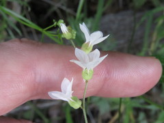 Lithophragma bolanderi