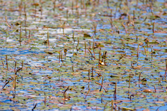 Potamogeton natans