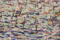 Potamogeton natans