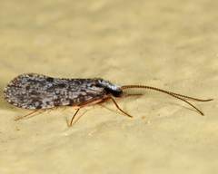 Polycentropus