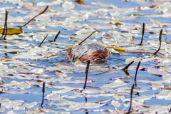 Podiceps auritus