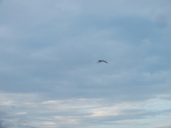 Bubulcus ibis