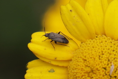 Lepidargyrus ancorifer