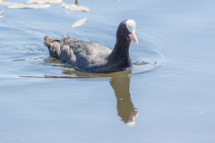 Fulica atra