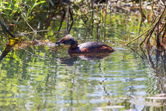 Podiceps auritus