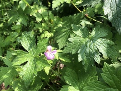 Geranium sylvaticum