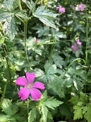 Geranium sylvaticum