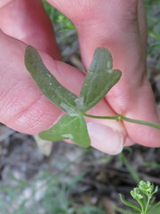 Lithophragma bolanderi