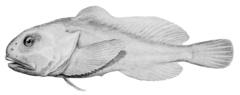 Blobfish photo 3