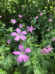 Geranium sylvaticum