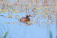 Podiceps auritus
