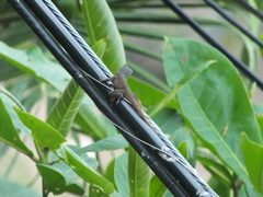 Anolis grahami