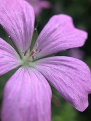 Geranium sylvaticum