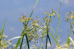 Scirpus