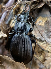 Carabus goryi
