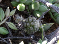 Anacampseros albidiflora