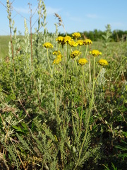 Tanacetum achilleifolium