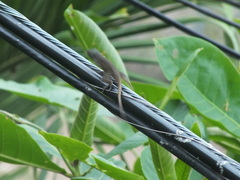 Anolis grahami
