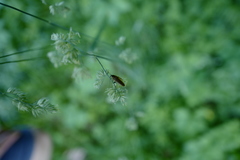 Ectobius lapponicus