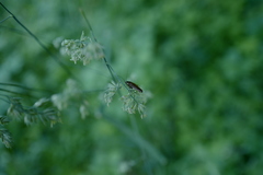 Ectobius lapponicus