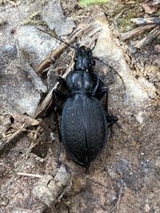 Carabus goryi