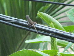 Anolis grahami