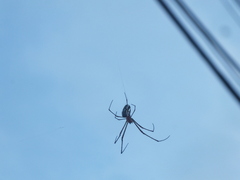 Leucauge argyra