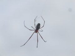 Leucauge argyra