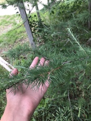 Larix laricina