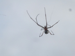 Leucauge argyra