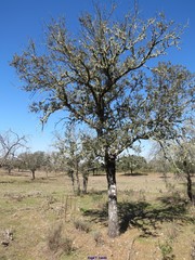 Lavandula pedunculata