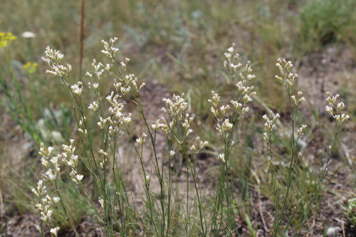 Eremogone rigida