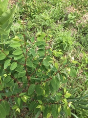 Apocynum androsaemifolium