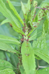 Uroleucon nigrotuberculatum