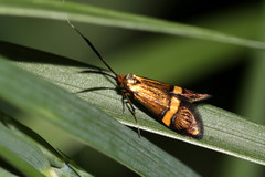 Nemophora degeerella