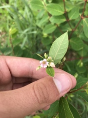 Apocynum androsaemifolium