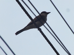 Tyrannus dominicensis