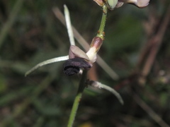 Macroptilium atropurpureum