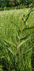 Asclepias viridiflora
