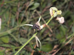 Myrmicinae