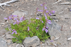 Penstemon fruticosus