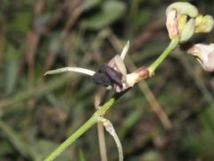 Myrmicinae
