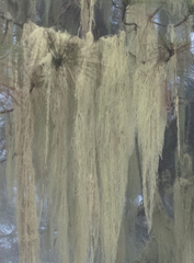 Usnea articulata
