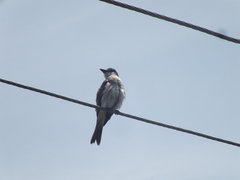 Tyrannus dominicensis