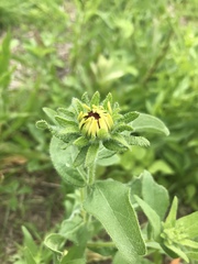 Rudbeckia hirta