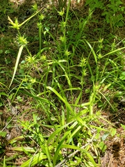 Carex folliculata