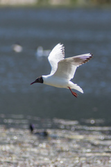 Chroicocephalus ridibundus