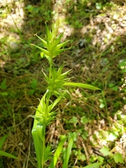 Carex folliculata
