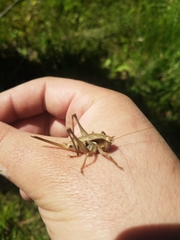 Atlanticus testaceus